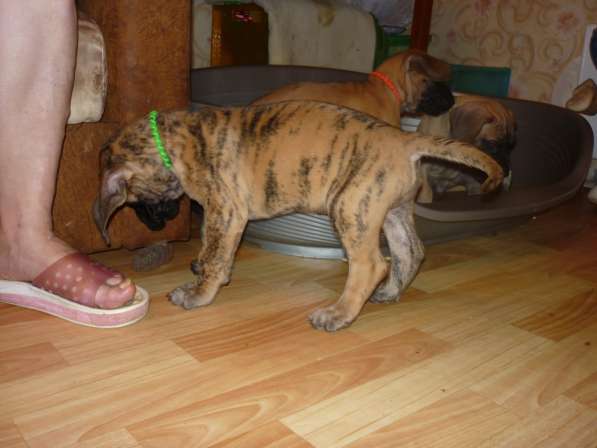 Палевые и тигровые щенки немецкого дога в Москве фото 5