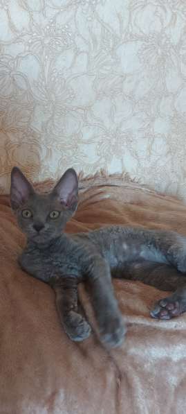 Девон-рексы котя в Москве фото 3