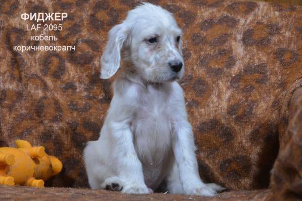 Английский сеттер щенки из элитного питомника в Москве фото 80