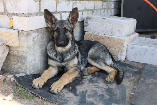 Щенки восточноевропейской овчарки (ВЕО) в фото 14