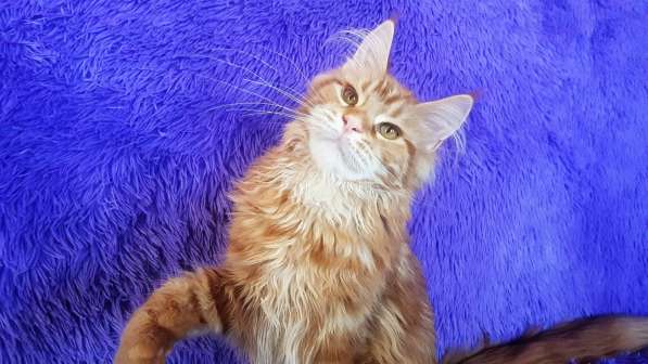 Красотка кремового солидного окраса из питомника Arktur в Тюмени фото 22