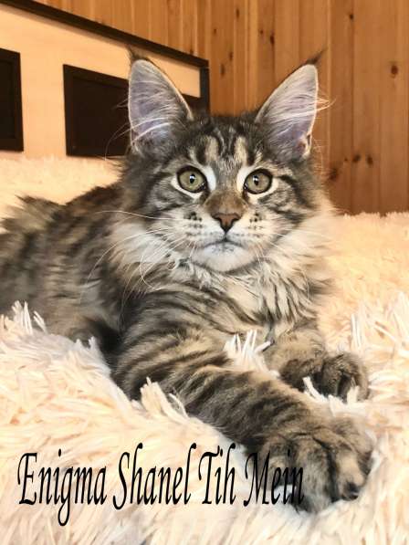 Котята Мейн Кун в Санкт-Петербурге