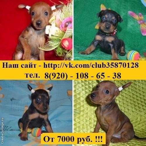 Малыши карликового пинчера разные окрасики в Переславле-Залесском