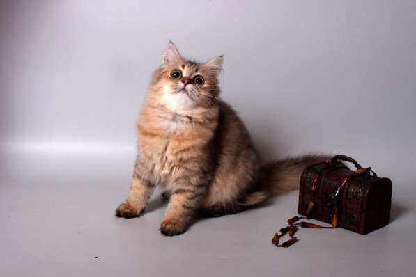 Золотая британская девочка в Москве