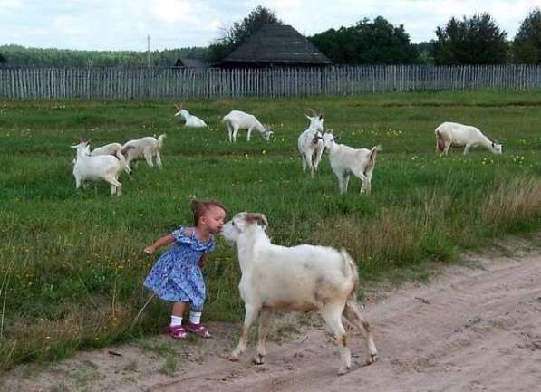 Приду в дар одежду для собачки