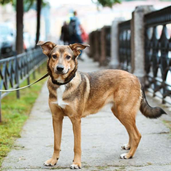 Очаровательная собачка компактного размера в Санкт-Петербурге фото 69