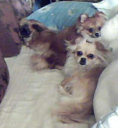 Продам щенка в фото 8