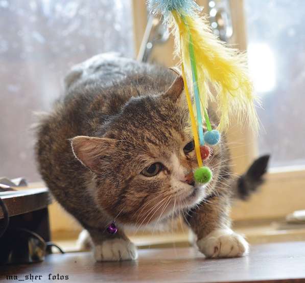 Манул хомячковый в Москве