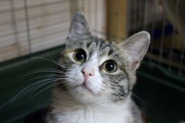 Кошечка Тесси мечтает о семье в Москве фото 5