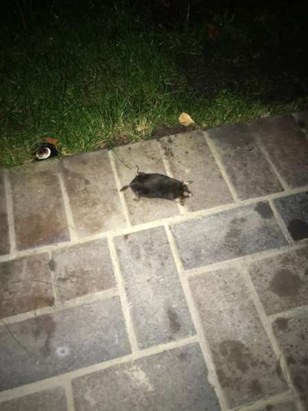 Уничтожение насекомых тараканы/клопы/осы/крысы/мыши/кроты в Москве фото 9