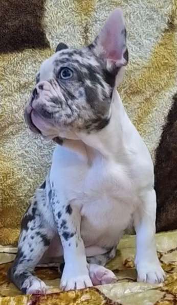 Французский бульдог. Merle. Blue eyes в фото 3