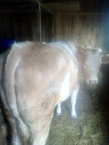 Продаётся стельная корова в Малоярославце фото 7