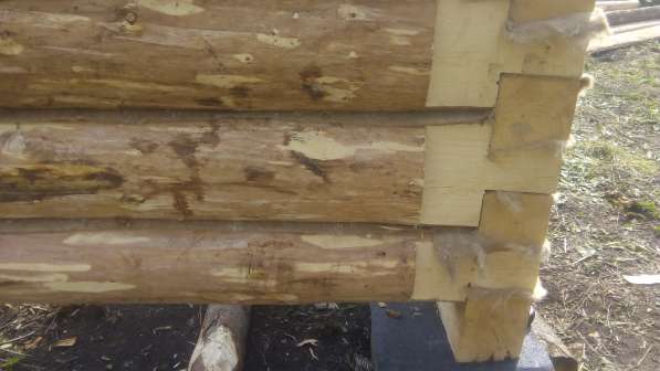 Срубы сосновые для дома из Бурзянского района в Стерлитамаке фото 3