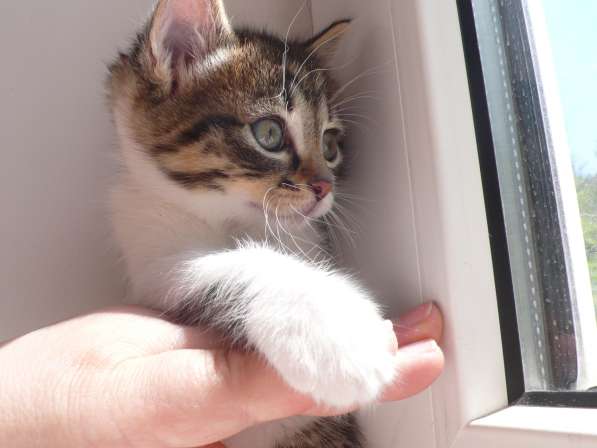 Котята Севастополь. Прекрасная девочка в добрые руки! в Севастополе фото 17