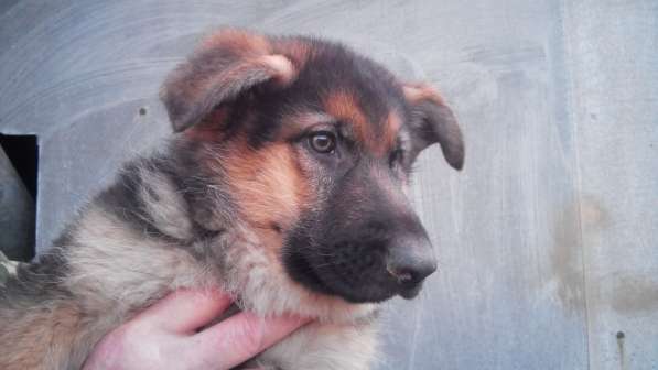 Щенок немецкой овчарки девочка с родословной в Симферополе фото 6