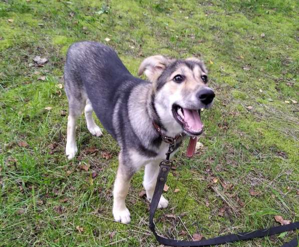 Тася в добрые руки в Ногинске фото 34