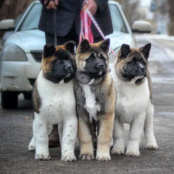 Акита в Ростове-на-Дону фото 69