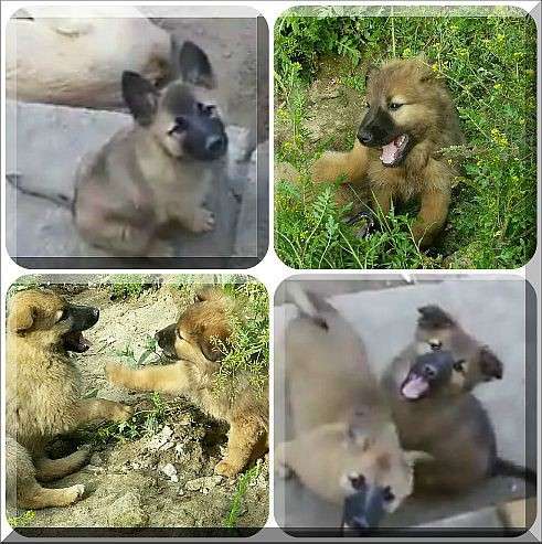 Щенки в добрые руки, даром