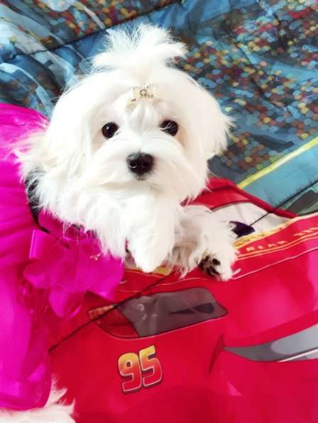 Мальтезе. Шикарные щенки. Мальчик в Екатеринбурге фото 5