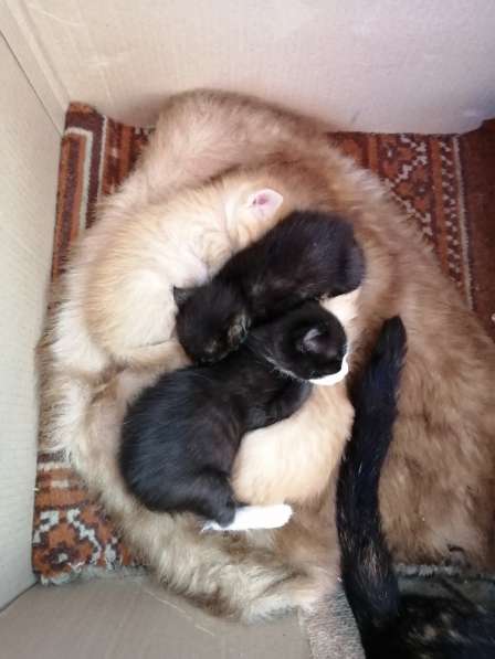 Котёнок в Красноярске фото 9