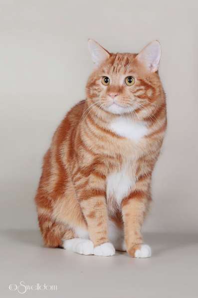 Курбобы- котята от Чемпиона Мира в Уфе фото 16