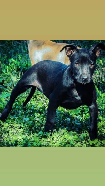 Pitbull terrier Grand Champ Jeep ROM в фото 5