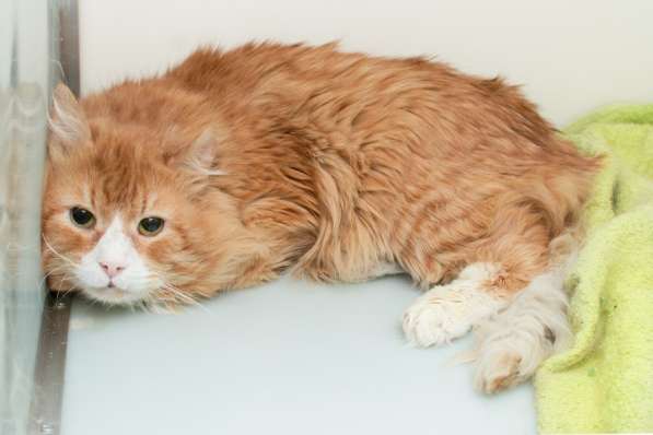 Скоро ли Крас встретит своего хозяина