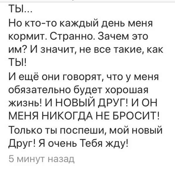 СОБАКА, ищу доброго и ответственного хозяина в Сочи