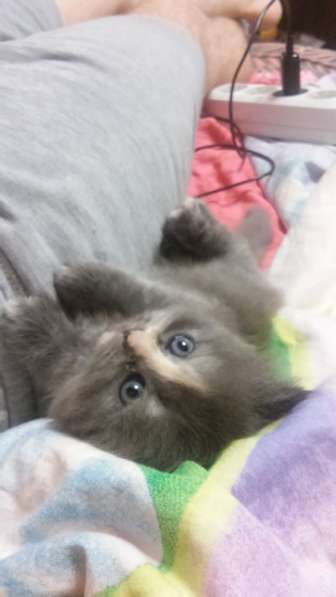 Продам пушистую красавицу с серебристым подшерстком в Санкт-Петербурге фото 6