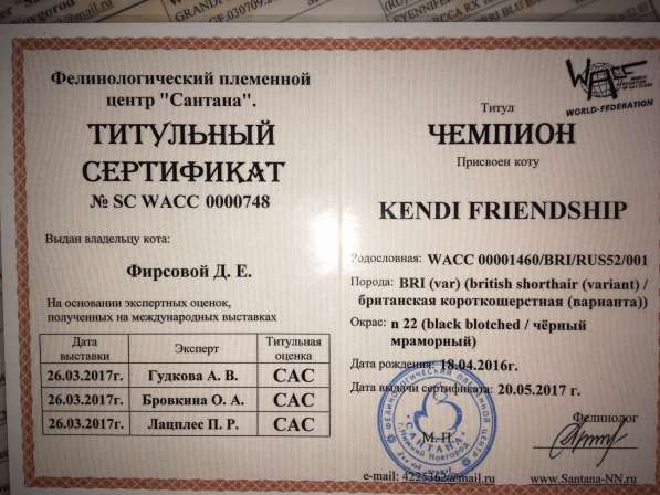 Котята шотландцы в Нижнем Новгороде фото 7