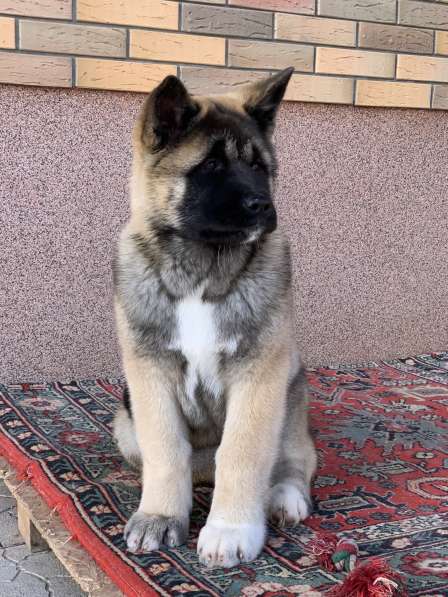 Акита в Ростове-на-Дону фото 74