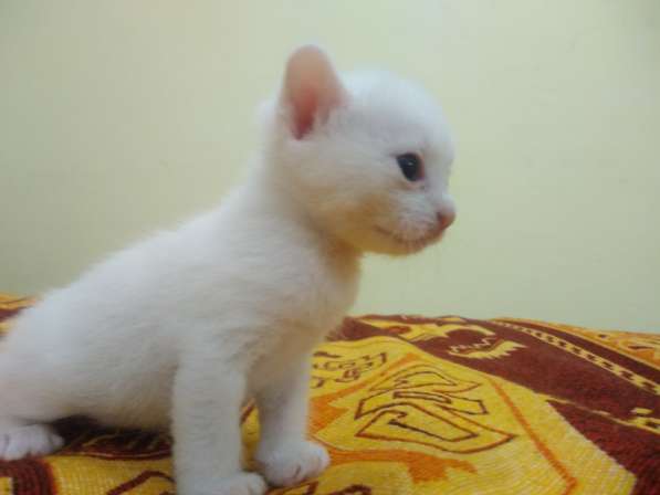 Котёнок донской сфинкс. браш, белый