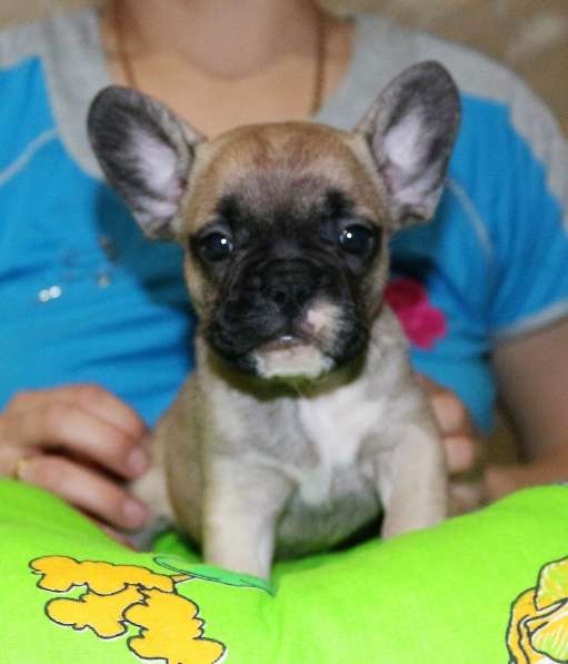 Щенки Французского бульдога питомник в Челябинске фото 13