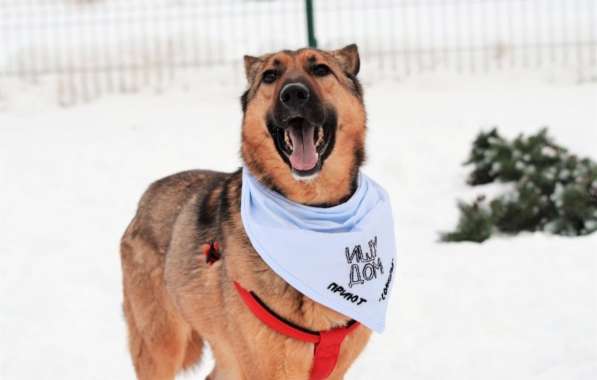Метис овчарки даром в Москве