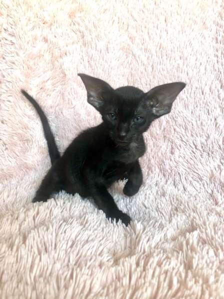 Черные эльфы в Москве фото 4