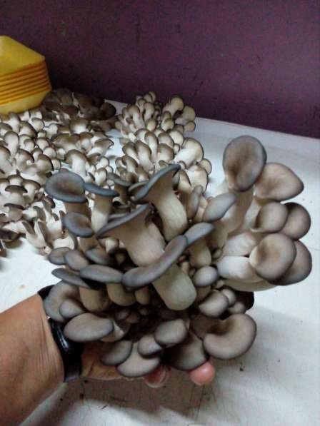 Мицелий грибов, субстраты (грибные блоки), культуры грибов в Воронеже фото 9