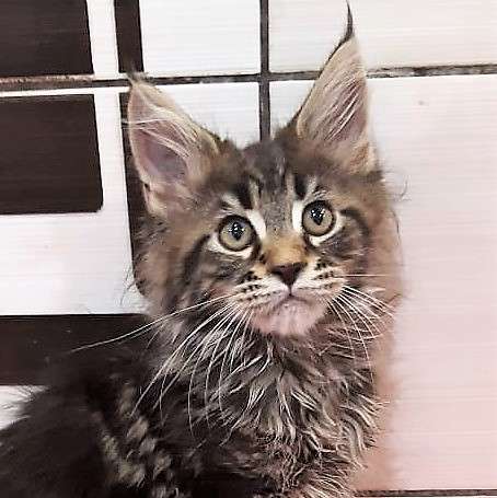 Котята породы мейн-кун из питомника Arktur в Екатеринбурге фото 9