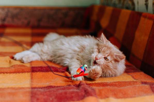 Рыжий котик Мокки с одним глазиком ищет дом в Москве фото 3
