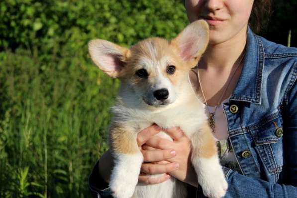 Щеночки Вельш корги пемброк в Москве