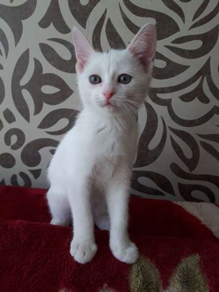 В добрые руки