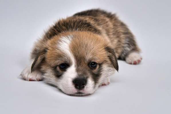 Щенки вельш корги пемброк