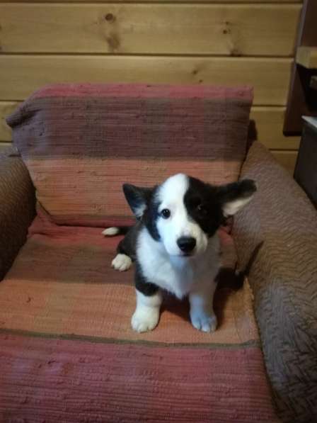 Щенки вельш корги кардиган в Москве фото 9