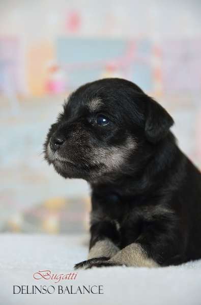 Шикарные щенки цвергшнауцера окраса черный с серебром в фото 26