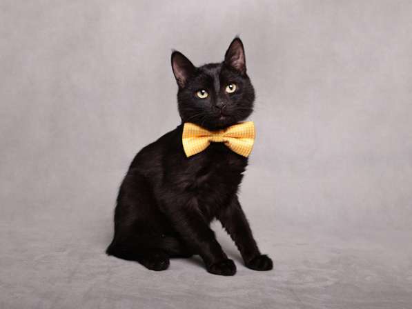 Ласковый и игривый черный котенок-подросток Степа в дар в Москве фото 4