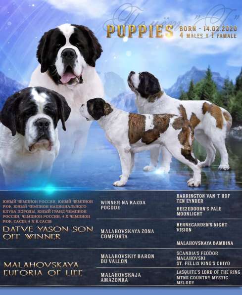 Щенки СЕНБЕРНАРА мальчики в Москве