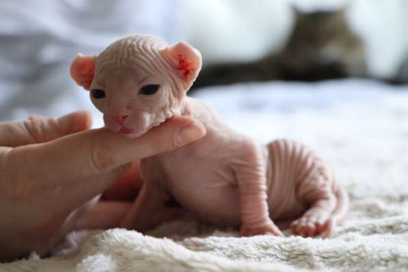 Продается инопланетянин - мальчик породы Эльф