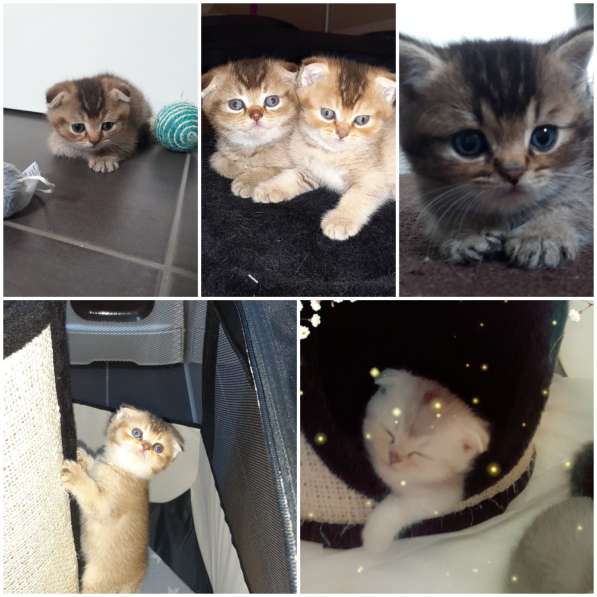 Милые шотландские/британский котята в фото 18