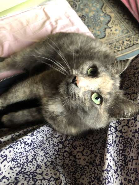 Ласковая спокойная зеленоглазая кошечка в добрые руки в Москве фото 6