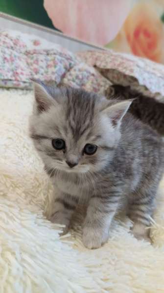 Шотландские вислоухие в Павлове фото 4