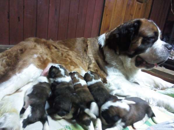 Щенки сенбернара в фото 107